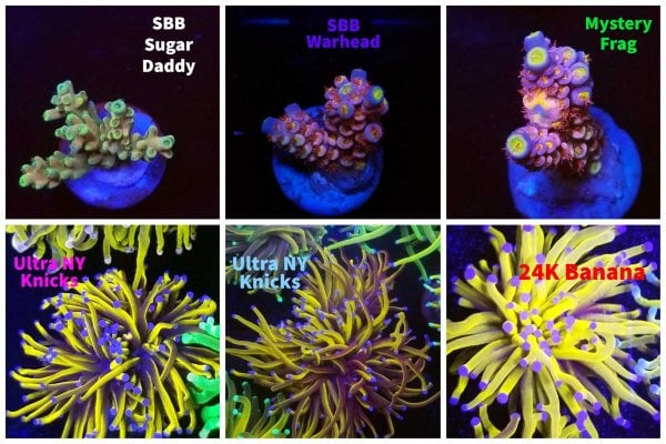 SBB Greatest Coral Sale on Earth Day 1 Haul.jpg