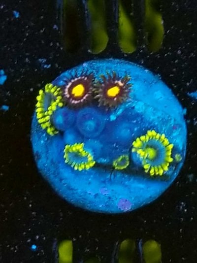 zoas-48-scaled.jpg