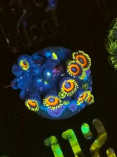 zoas-111-scaled.jpg