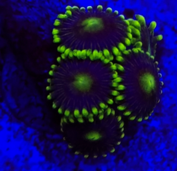 Blue Daisy Zoa.png