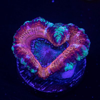 Monster Mash Acan.jpg