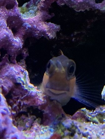 blenny3.jpg