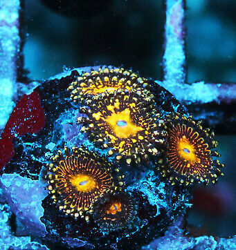 Grim Reaper Zoanthids.png