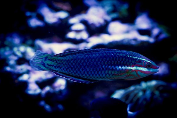 christmas-wrasse 2.jpg