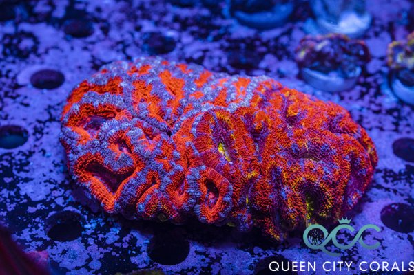 QCC Grafted Rainbow Acan Colony