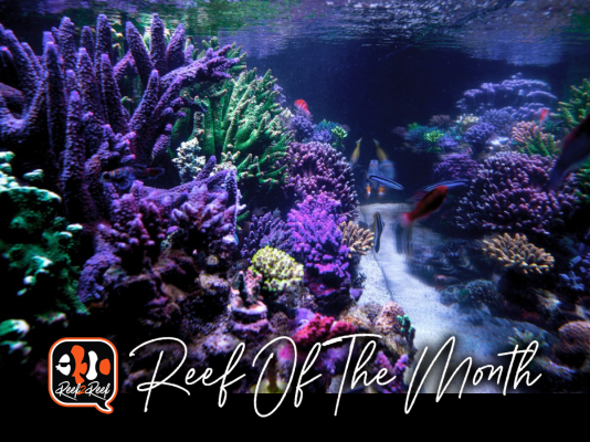 REEF OF THE MONTH - September 2022: JMacedo's Amazing SPS Reef