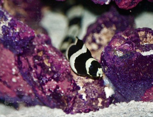 Snake Eels: The Safe Moray Alternative?