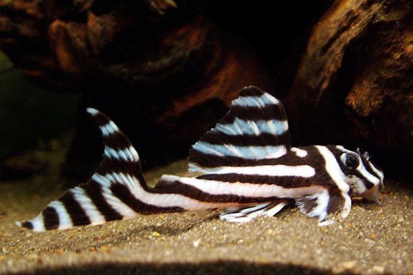 Zebra-Pleco.jpg