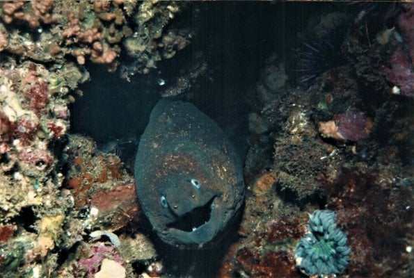 Moray Eel 1.JPG