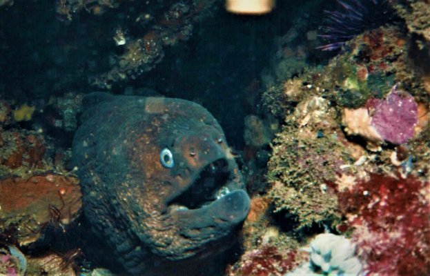 Moray Eel 2.JPG