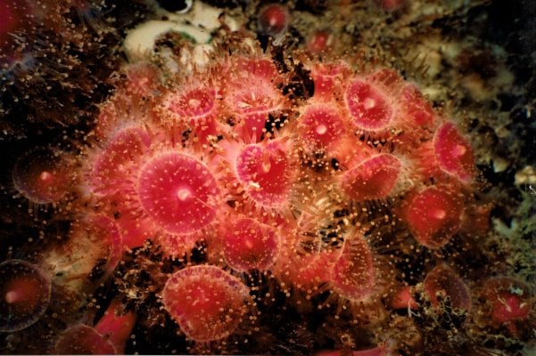 Stawberry Anemone 1.JPG