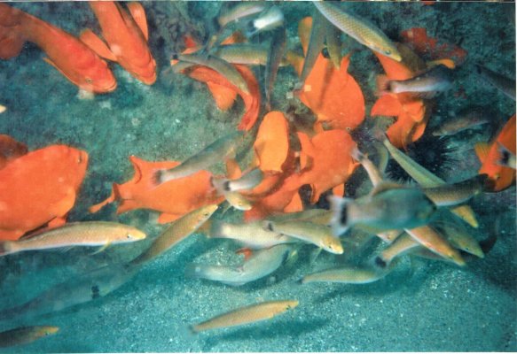 Garibaldi and Senorita Wrasse feeding frenzy.JPG