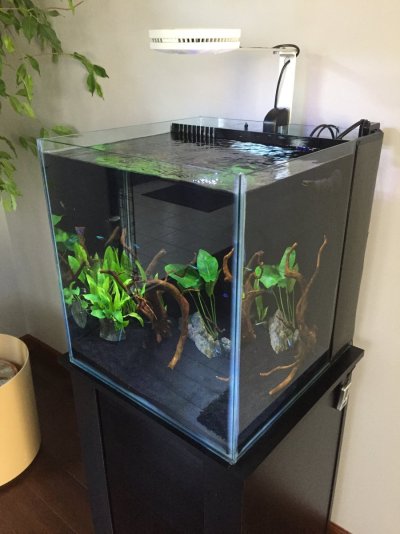 Tetra tank.JPG