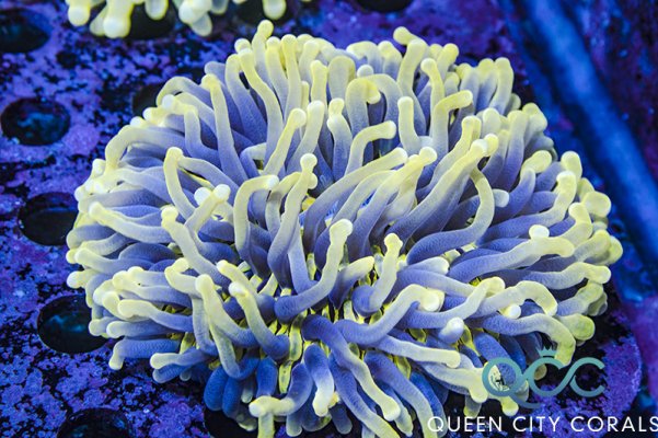QCC Mellow Yellow Long Tentacle Plate Coral