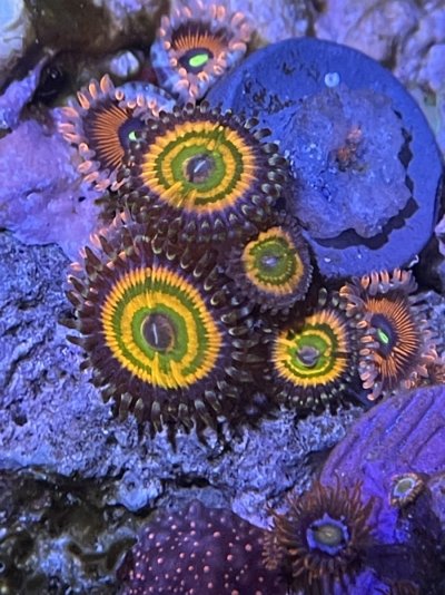 Vivid Rainbow zoa.JPG