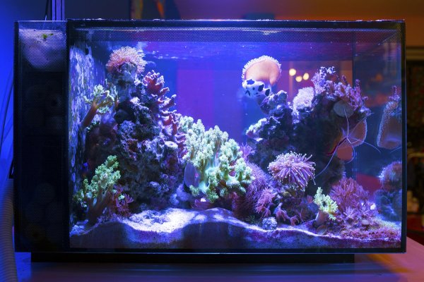  back reef tank 2 year old birthday 3 rd oct 2022 michael pybus.jpg