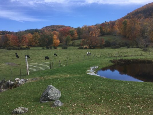 Pond with cows.JPG