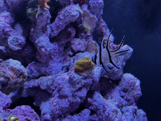 Banggai Cardinalfish 2.jpg