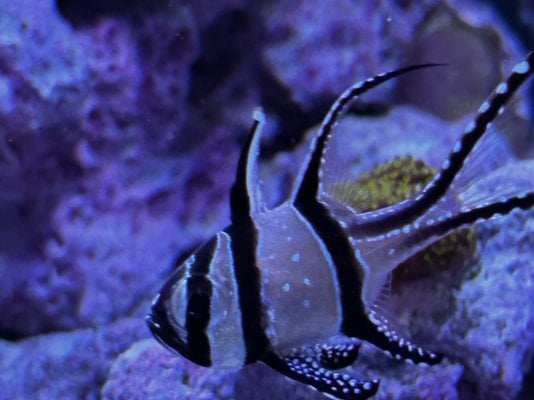 Banggai Cardinalfish 1.jpg