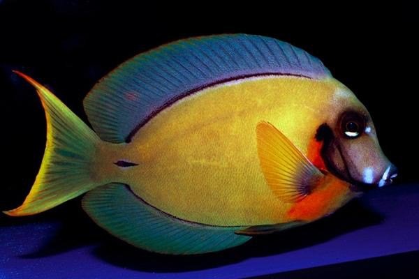 Acanthurus Рyroferus.jpeg