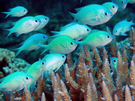 Green Reef Chromis 9.jpeg