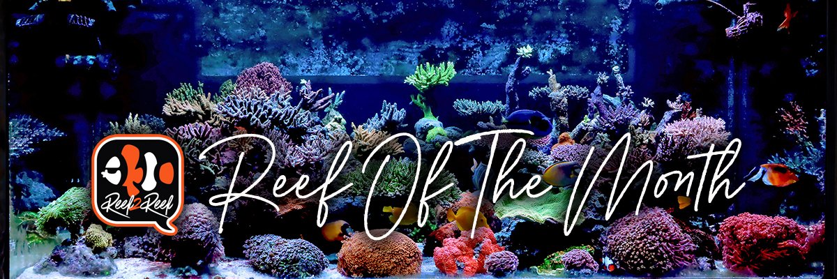 Reef of the month banner.jpg