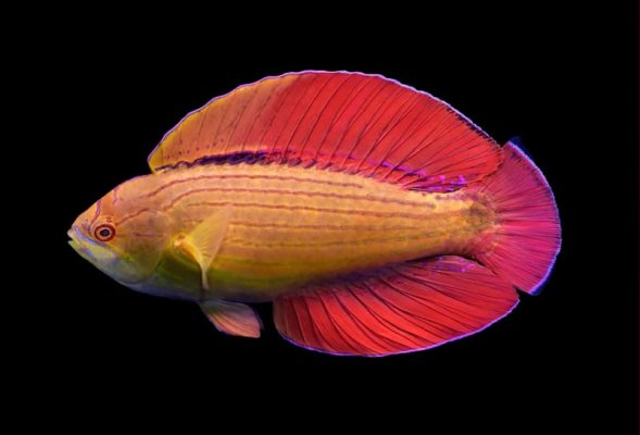 Eight Line Flasher Wrasse 95.jpg