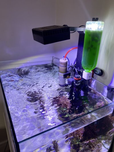 How to automate a phytoplankton culture