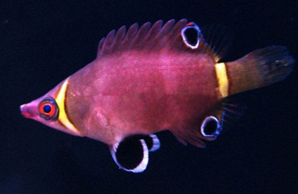 YELLOW BANDED POSSUM WRASSE.  28 .jpg