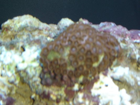 Christmas 2004 & Saltwater Nano 12G Setup 017.jpg