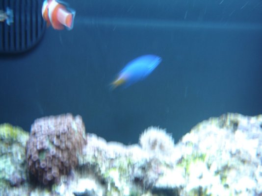 Christmas 2004 & Saltwater Nano 12G Setup 126.jpg