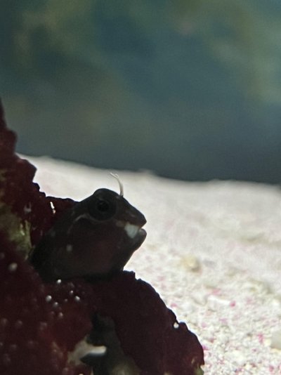 blenny.jpeg