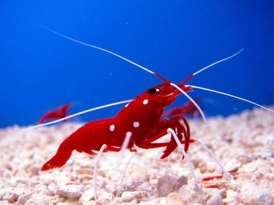 Fire Shrimp (Lysmata debelius).jpeg