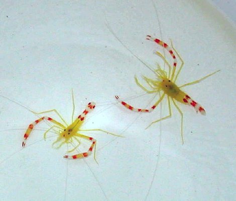 Gold Coral Banded Shrimp. 7.jpeg