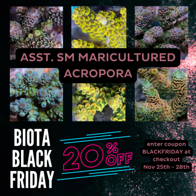 Biota MC Acropora .png