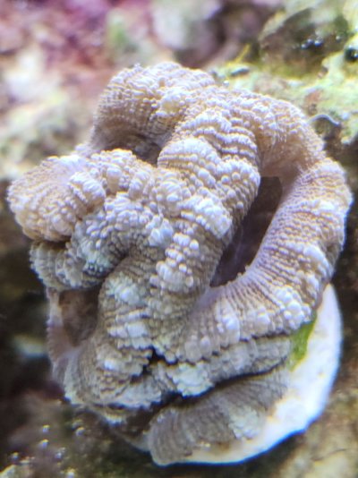 BlueAcan.jpg