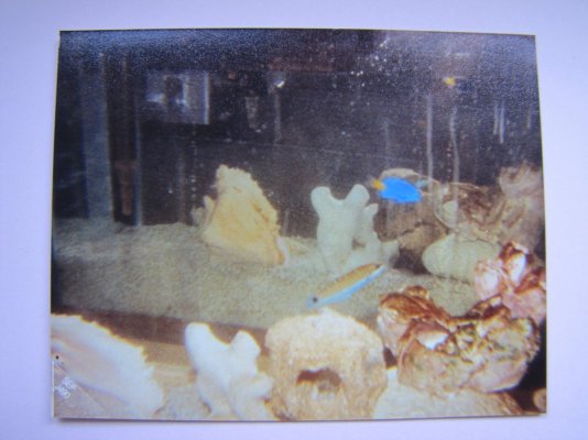fish tank 1990.JPG