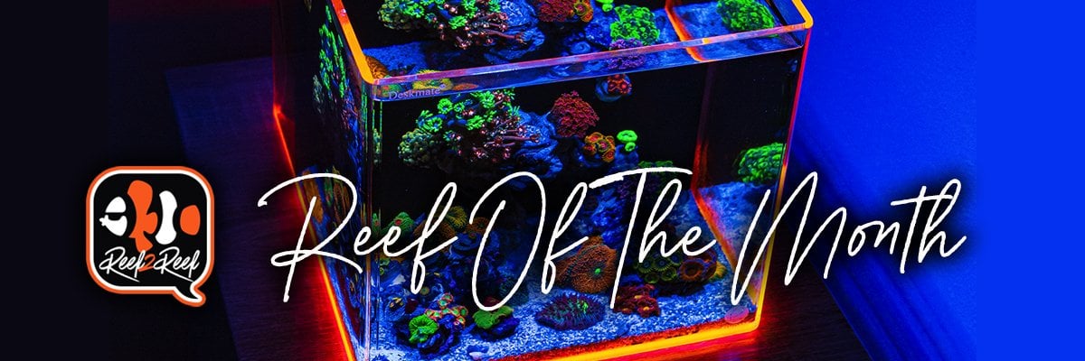 Reef of the month banner.jpg