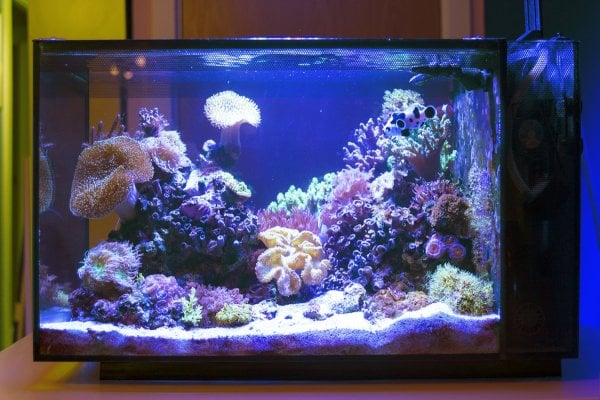 reef tank 2 year old birthday 3 rd oct 2022 michael pybus.jpg