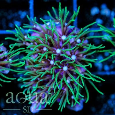 GreenStarPolyps-RetailPrice_29_SALEPRICE_10_6_e433b9be-18cd-4418-991b-fdd75781d50a.jpg