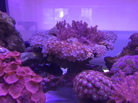 Zoas.jpg