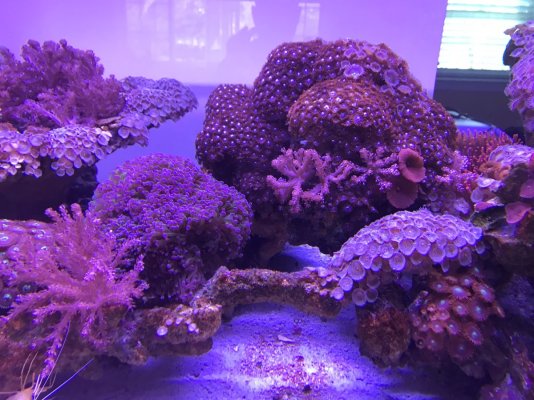 Zoas Mix.jpg