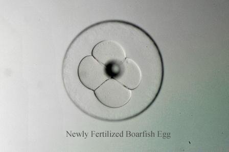 boarfish egg 3h after fertilization .jpg
