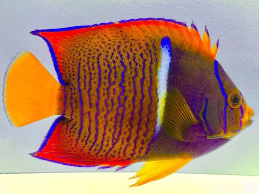 Passer Angelfish Adult.jpg