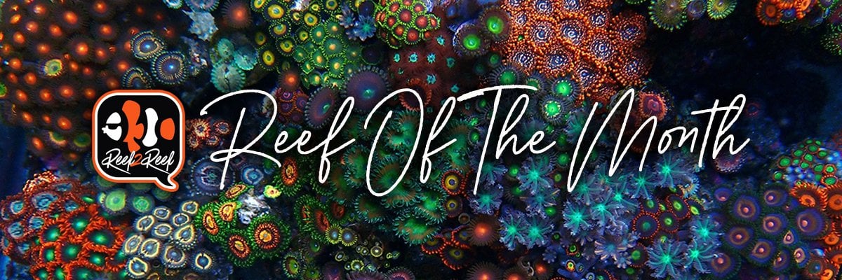 Reef of the month banner.jpg