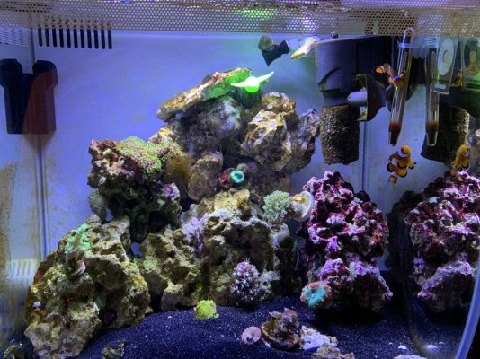 Reef Tank.jpg