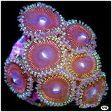 PurpleHeartZoas-_20_compact_cropped.png