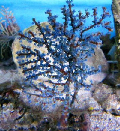 blueberry gorgonian.JPG