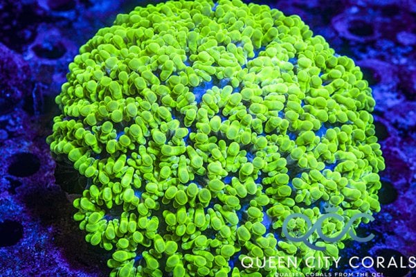 Neon Green Peral Bubble Coral