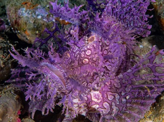 PURPLE FRONDOSA RHINOPIA 150 . .jpg